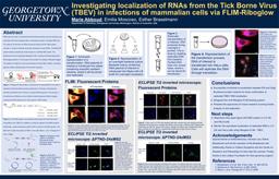 Investigating Localization of RNAs from the Tick Borne Virus (TBEV) in Infections of Mammalian Cells via FLIM-Riboglow