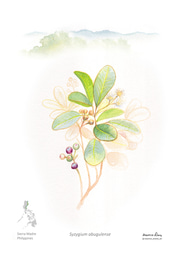 Drawn from Absence: Why Illustration Matters for Forgotten Species