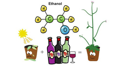 Ethanol pretreatment stimulates molecular processes that help crops survive heat stress during summer