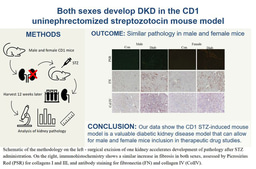 Both sexes develope diabetic kidney disease in type 1 diabetic CD1 mice