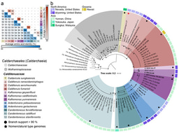 A “Gourmet Diet” for Thermophilic Archaea: How Branched-Chain Amino Acid Specialization Drives the Diversification of Calditenuaceae