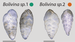 A glimpse at the anaerobic metabolism of Foraminifera