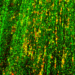 From genomic instability to matrix integrity: Extracellular R-loops shape the biofilm scaffold 