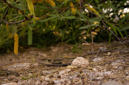 Invasion Debt: Invasive Species in the Middle East