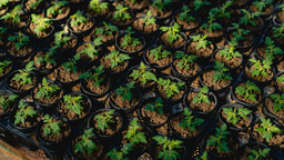 How microbial teamwork keeps plant healthy