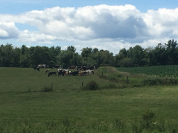 Can meat be replaced by plants in a nutritionally sound, environmentally beneficial manner?