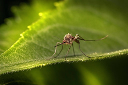Feeding the enemy: Using Ivermectin spiked blood as a mosquito control strategy