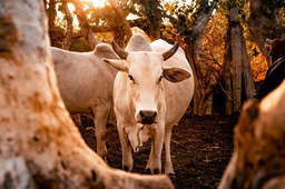 A hidden cost: The economic burden of zoonotic disease on livestock and food security