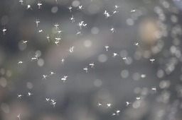 What a changing climate means for disease vectors: The effects of temperature on Aedes aegypti and Aedes albopictus 