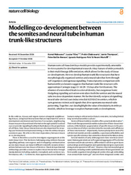 Modelling co-development between the somites and neural tube in human trunk-like structures