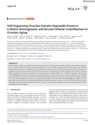 Self-Organizing Ovarian Somatic Organoids Preserve Cellular Heterogeneity and Reveal Cellular Contributions to Ovarian Aging