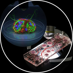UK Organoid & Organ-on-a-Chip Society: First meeting 3rd Feb 2026!