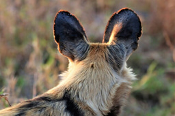 Partnering Opportunity: Save African Wild Dog Project in Zambia