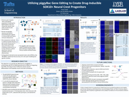 Research Poster: Utilizing piggyBac Gene Editing to Create Drug-Inducible SOX10+ Neural Crest Progenitors