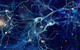 Project Outline: Utilizing piggyBac Gene Editing to Create Drug-Inducible SOX10+ Neural Crest Progenitors