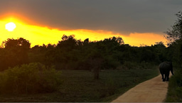 Elephants and People | "Saving eles by helping people"