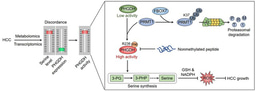 FBXO7 ubiquitinates PRMT1 to suppress PHGDH arginine methylation, serine synthesis, and tumor growth in hepatocellular carcinoma