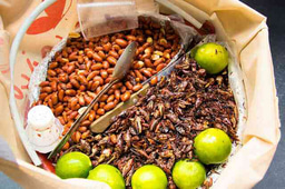 Project Outline: Indigenous Perspectives on Entomophagy and Decolonizing Narratives
