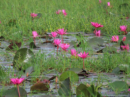 CraftHER by SWARA 2025 LIA Week 4 Reflections