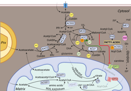 Why dietary restriction may not starve cancer, but still matter