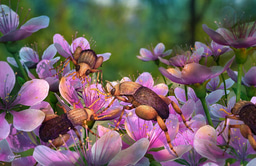 A key to Darwin’s “abominable mystery”