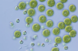 “Starrii” blessed us twice