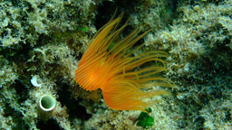 Call for papers: Polychaetes Collection