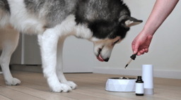 Call for papers: Feed supplements to improve health and performance in animals Collection