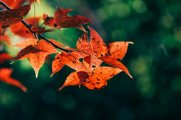 🌿 One Year with WildHub: A Reflection on Growth, Connections and New Opportunities 🌍