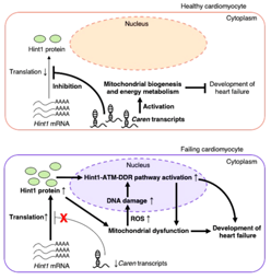Caren: A Newly Discovered lncRNA Championing Heart Health