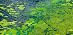 Call for papers: Microalgae and agriculture