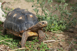 Reptiles and emotions part 2 