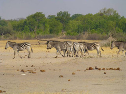 How are human activities impacting animal movements?