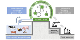 A sustainable thermochemical conversion of animal biomass to N-heterocycles