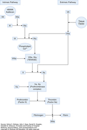 AccessMedicine's Image of the Week: Coagulation Cascade