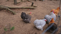 Call for Papers:  Isolation, Prevalence and Management of Salmonella in Poultry