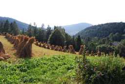 Market integration and the changing nature of social interactions in agricultural populations