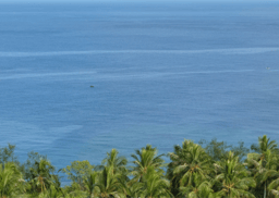 Language continuity despite a major population turnover in Vanuatu, Remote Oceania 