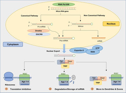 MicroRNA Biomarkers as Next-Generation Diagnostic Tools for Neurodegenerative Diseases: A Comprehensive Review