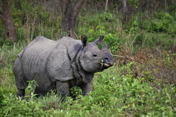 Living with Giants: Human-Wildlife Coexistence in Chitwan National Park