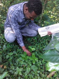 Traditionally used medicinal plants for human ailments and their threats in Guraferda District, Benchi-Sheko zone, Southwest Ethiopia