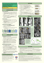 Research Poster: Investigating Abdominal Metamorphosis in Dipteran Insects