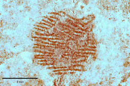 Tracing the imprint of Neanderthal symbolic thought: a 43,000-year-old ochre fingerprint