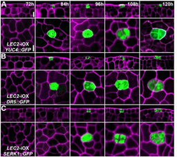Century-Old Mystery Solved: How a Single Somatic Cell Becomes Totipotent and Regenerates into a Whole Plant
