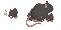 Autism’s Many Faces: Why Studying Different Models Matters