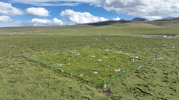 Decadal warming depletes topsoil nitrogen stocks in a Tibetan permafrost ecosystem