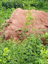 Bio Engineering: Learning from the Termites