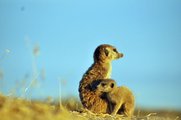 Coevolutionary arms race between meerkats and tuberculosis