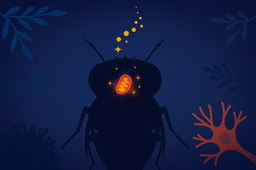 Discovery of Neuronal Fatty Acid Oxidation in vivo