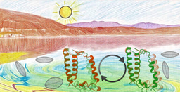 When the Light that Sustains Life Can Also Threaten It: Shape-Shifting Light Harvesters on Call